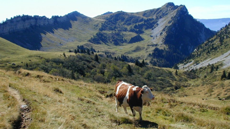 V horách nad klášterem Chalais - masiv Grande Chartreuse